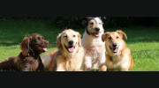 Urban Tails Pet Supply