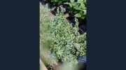 Pete's Greenhouse