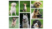 Ridge Kennels