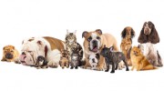 Happy Pets Sitting Services
