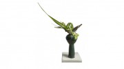 The White Orchid