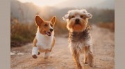 Waggy Tails Pet Center