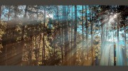 Recovery In The Pines