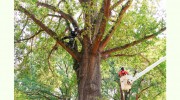 Gunnison Tree Services