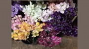 California Flowers Shippers