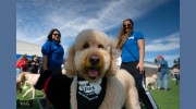 Houston Bark Park & Daycare