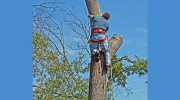 New Braunfels Tree Service Pros