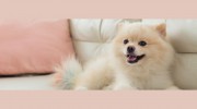 Best Friends Animal Hospital