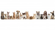Ann-imals Pet Supply Store
