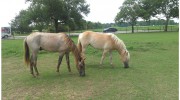 Cedar Lane Stables