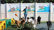 Bayshore Pet Resort
