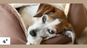 The Pampered Pet Resort