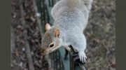 Expest Exterminating Pest Control