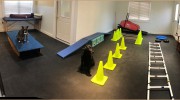 Tails Of Rye Canine Physical Therapy