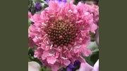 Sandy's Flowers & Gifts