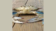 Peace River Produce & Seafood