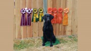 North Bend Retriever Kennel