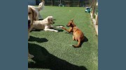 Wags Daycare For Dogs