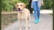 Suburban Pets