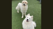 Buddy's Doggie Daycare, Grooming & Boarding