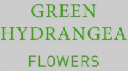 Green Hydrangea Flowers