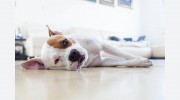 Pawsitive Petsitting Services