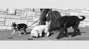 The Wag Staff