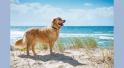 Pets In Paradise