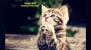 Kimmer's Kennel & Pet Services