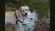 Brewster's Buddies Pet Sitting