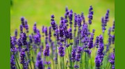 Lavender Market