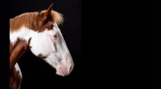 Charlotte Equestrian Club