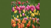 Wisconsin Rapids Floral & Gifts