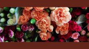 Blooming Rose