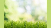 Schallner Lawn Care & Landscaping