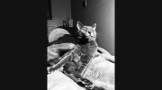 West Wind Pet Care