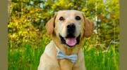 J & M Retrievers