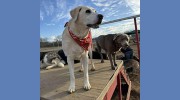 Hickory Hills Kennels