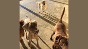Chapel Hill Pet Resort