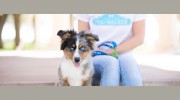 Charleston Dog Walker