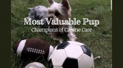 Most Valuable Pup