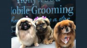 Hollywood Mobile Pet Grooming