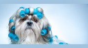 The Shaggy Chic