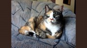 Catered Critters Cat Care