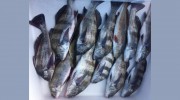 Emerald Coast Charters