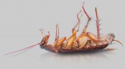 Arrow Termite & Pest Control