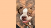 Buster's Pet Resort & DayCare