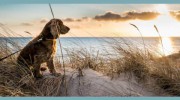 Myrtle Beach Pet Friendly Rentals