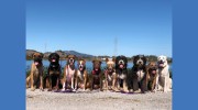 Canine Excellence