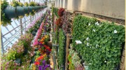 Richardson's Greenhouse